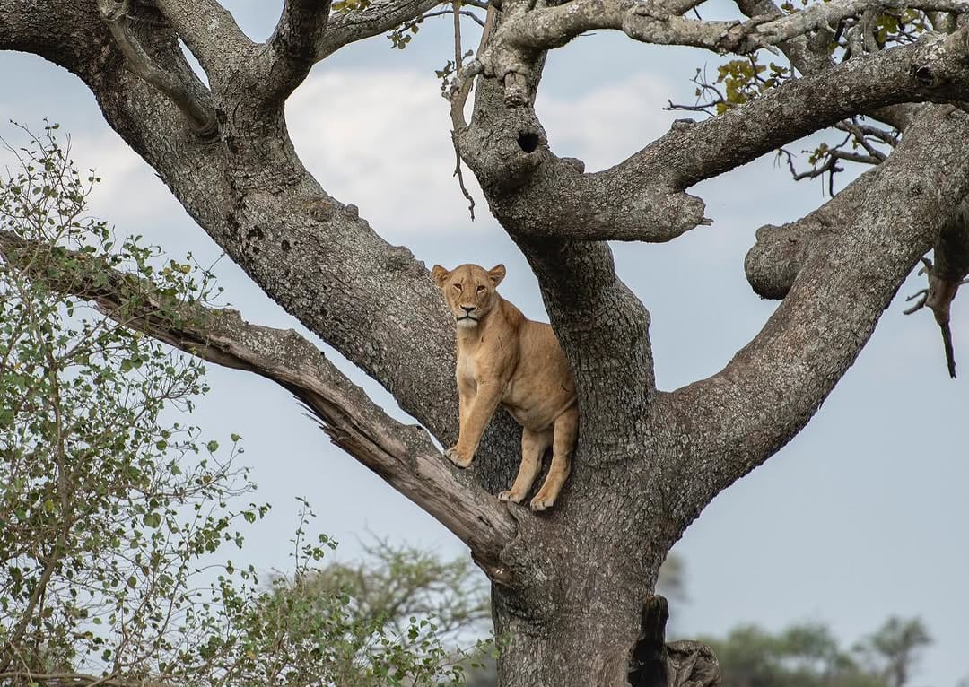 Lion resting on a tree in Serengeti National Park during Tanzania wildlife safari and Big Five safari tour experience in African savannah