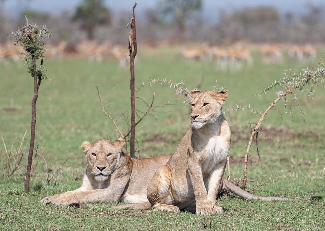 Lions resting in Serengeti National Park during Tanzania wildlife safari and Big Five safari tour experience in African savannah