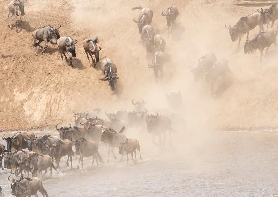 Great Wildebeest Migration in Serengeti National Park during Tanzania wildlife safari and Great Migration safari experience with zebras and wildebeest