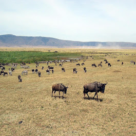 Wildlife safari in Tanzania featuring Lake Manyara, Tarangire National Park, and Ngorongoro Crater