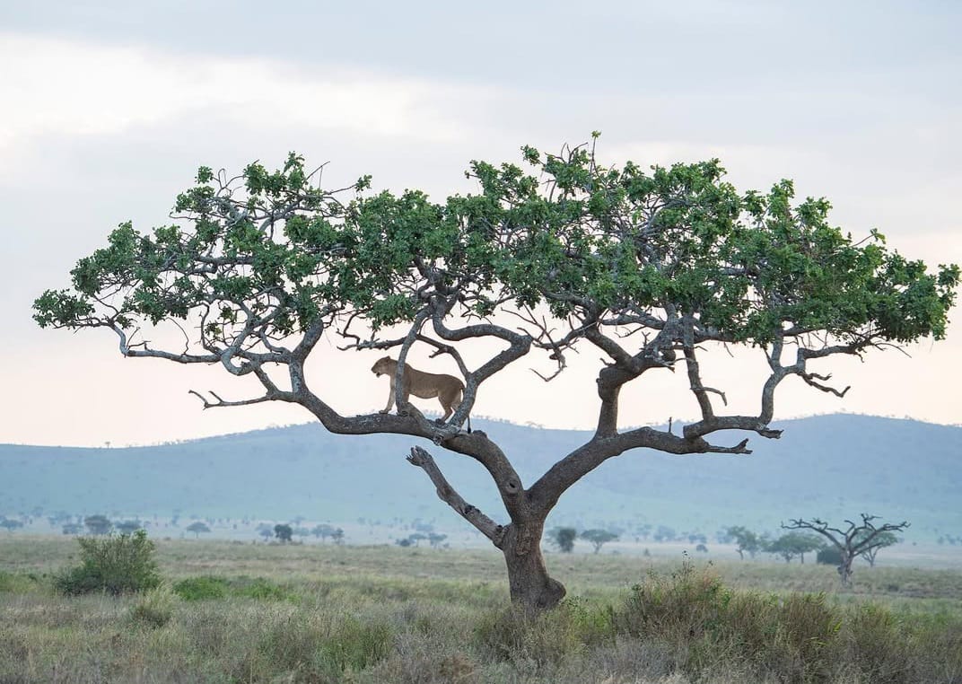 Lion standing in Serengeti National Park during Tanzania wildlife safari and Big Five safari tour experience in African savannah