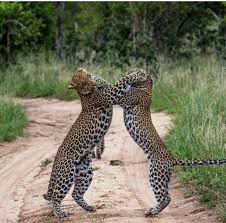 Two leopards clashing on the savannah during a thrilling safari sighting