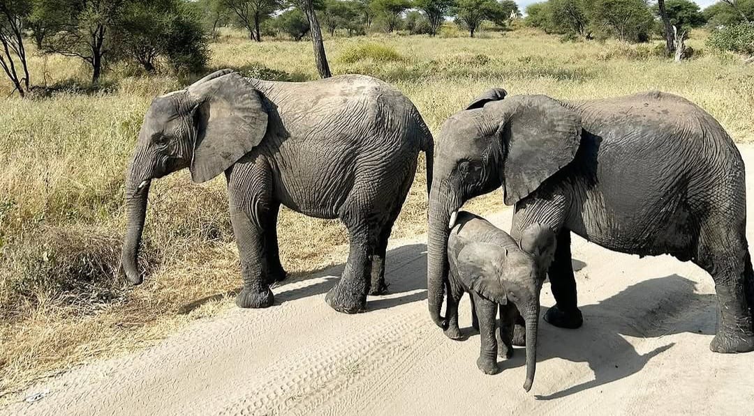 Elephant family with mother, father, and calf walking together in the African savannah.