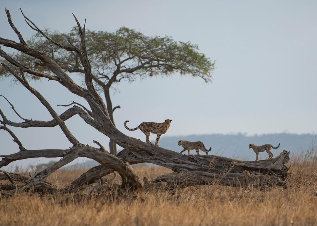 Leopard resting on tree branch in Serengeti National Park during Tanzania wildlife safari and Big Five safari tour experience