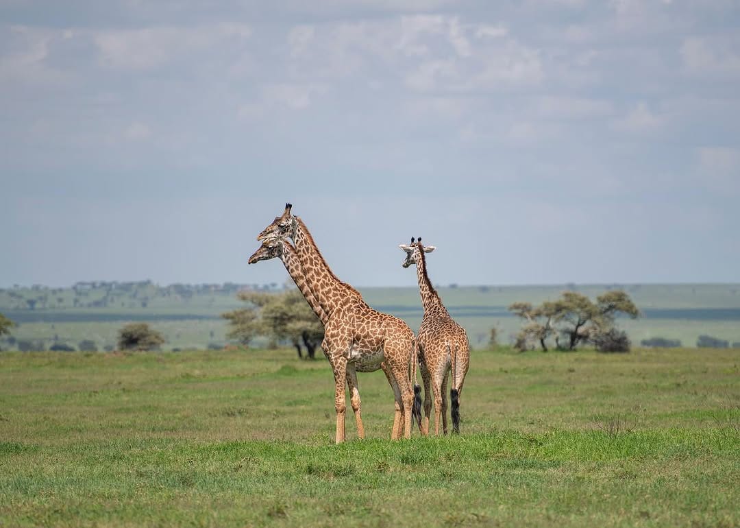 Giraffes walking in Serengeti National Park during Tanzania wildlife safari and Big Five safari tour experience in African savannah landscape