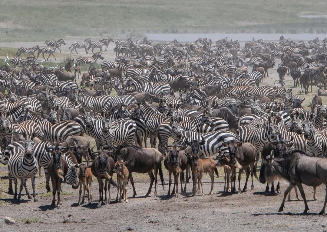 Zebras and wildebeest grazing together in Serengeti National Park during Tanzania wildlife safari and Great Migration safari experience