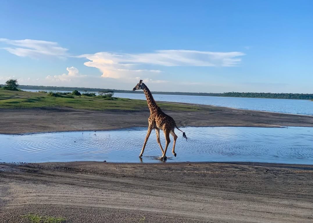 Young giraffe drinking water at river during Tanzania wildlife safari in Serengeti National Park and Big Five safari tour experience