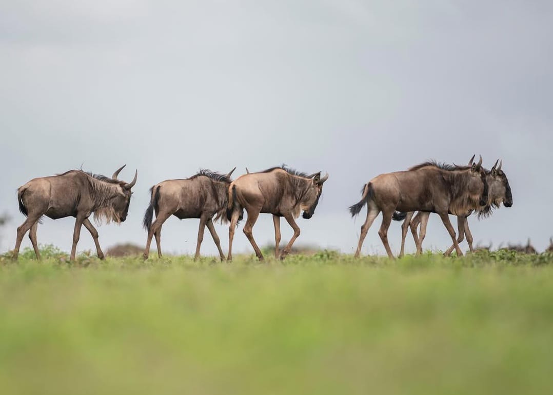 Wildebeest herd during Great Migration in Serengeti National Park on Tanzania wildlife safari and Big Five safari tour experience