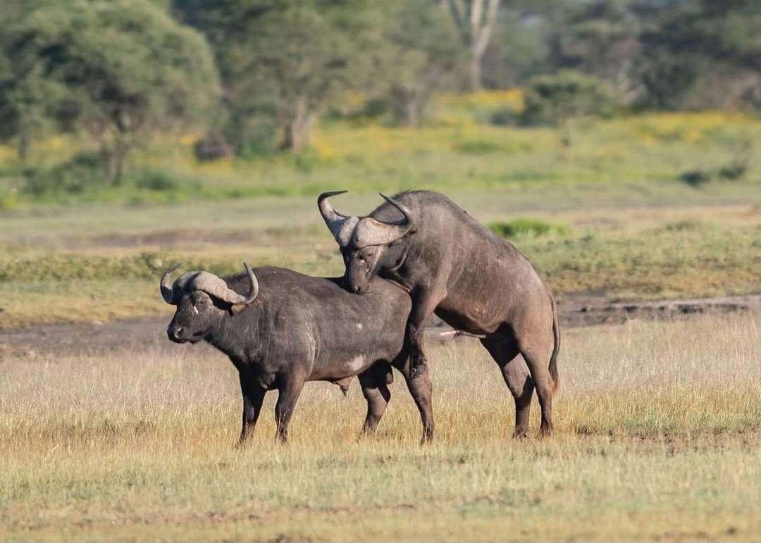 African buffalo herd in Serengeti National Park during Tanzania wildlife safari and Big Five safari tour experience