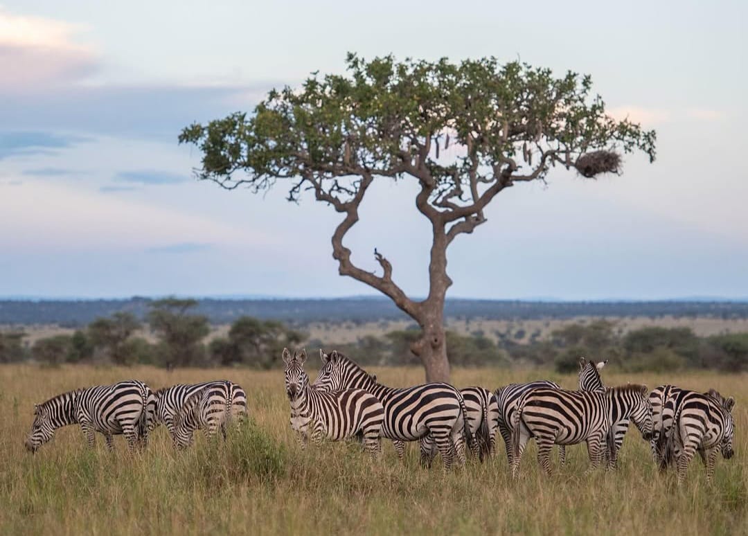 Zebra herd grazing in Serengeti National Park during Tanzania wildlife safari and Big Five safari tour experience