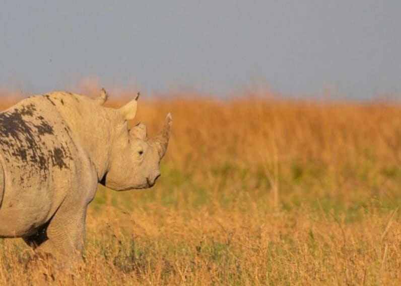 Rhinoceros in Ngorongoro Crater during Tanzania wildlife safari and Big Five safari tour experience