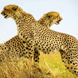Pair of leopards in the wild, one looking left and the other right, capturing their grace and keen awareness.