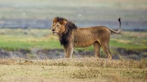 Tanzania safari to Tarangire National Park and Ngorongoro Crater featuring iconic wildlife and stunning natural landscapes.