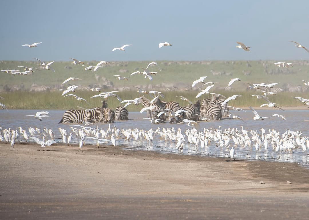 Zebras and birds in Ngorongoro Crater during Tanzania wildlife safari and Big Five safari tour experience in Ngorongoro Conservation Area
