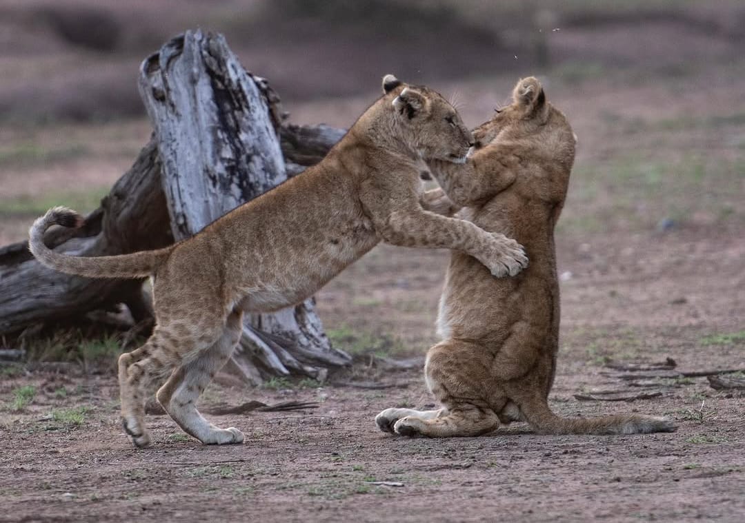Lion cubs playing in Serengeti National Park during Tanzania wildlife safari and Big Five safari tour experience in African savannah