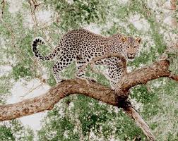 Leopard in tree observed during African safari