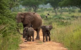 African elephant with baby elephants in the wild