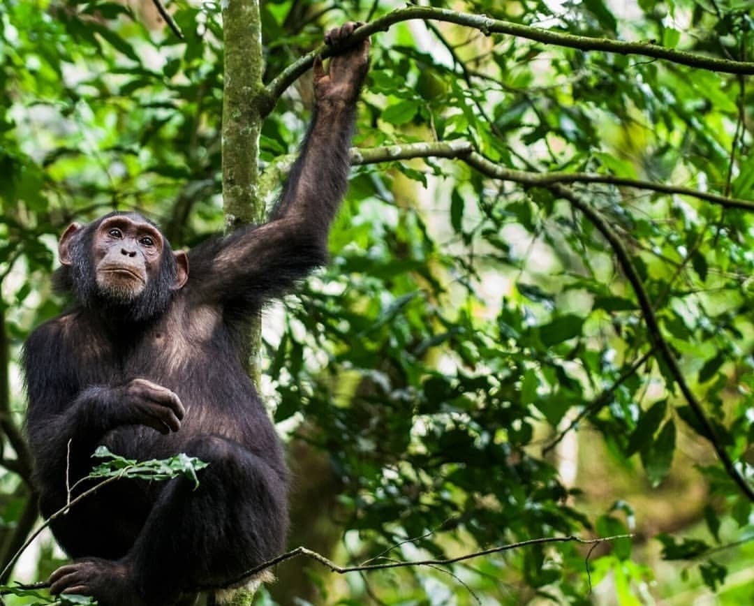 Mountain gorilla resting on a tree branch in the lush forest of Volcanoes National Park