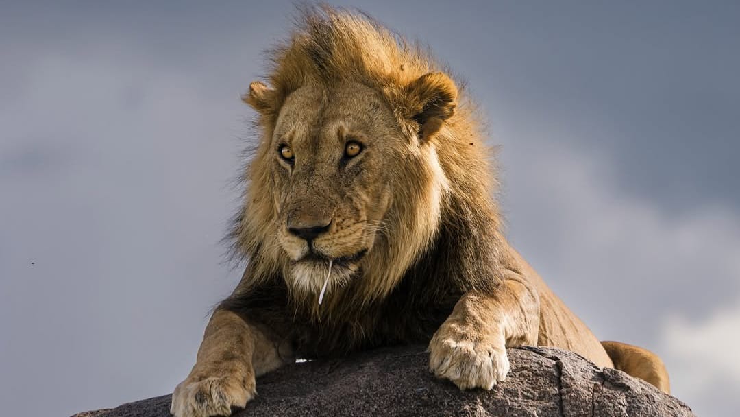 Male lion resting on the African savannah with golden sunlight.