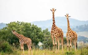 Mother giraffe with baby in African savannah