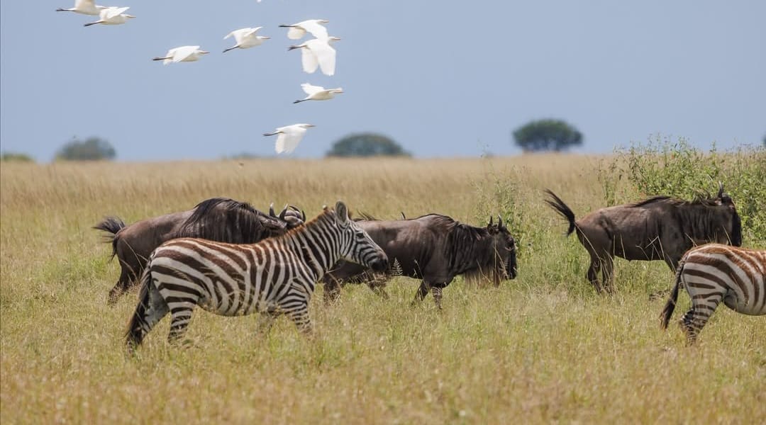 Zebras and wildebeest grazing together on the plains of Masai Mara National Reserve