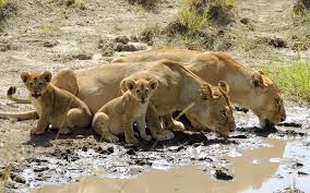 A pride of lions with cubs drinking water at a river in the African savannah.