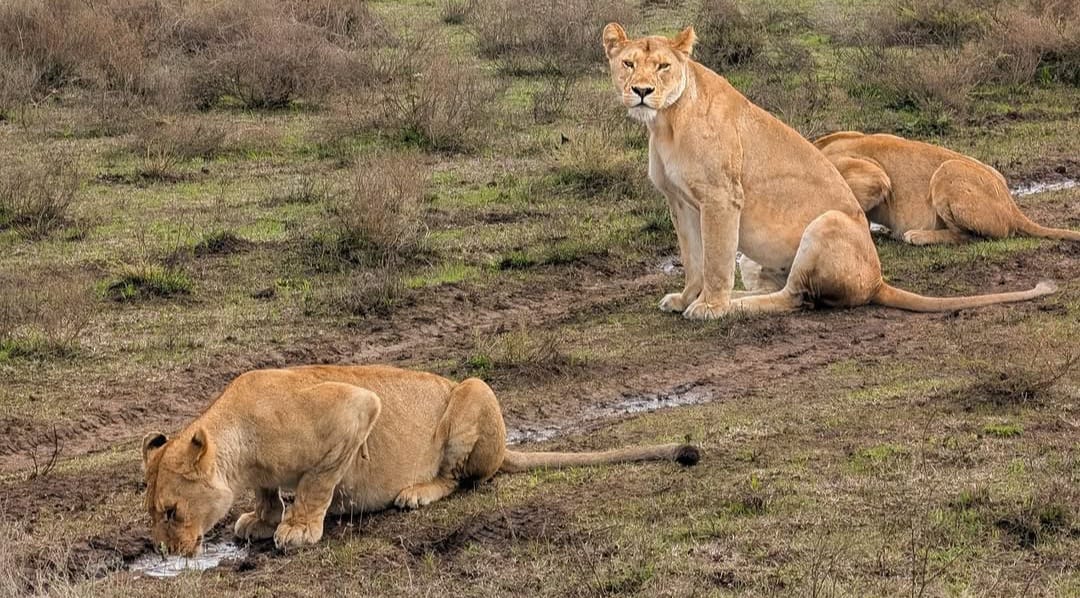 A lion drinking water from a river while looking alert in the African savannah.