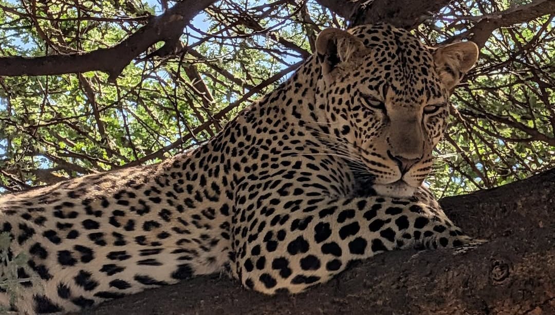 Leopard resting on a tree branch overlooking the African savannah.