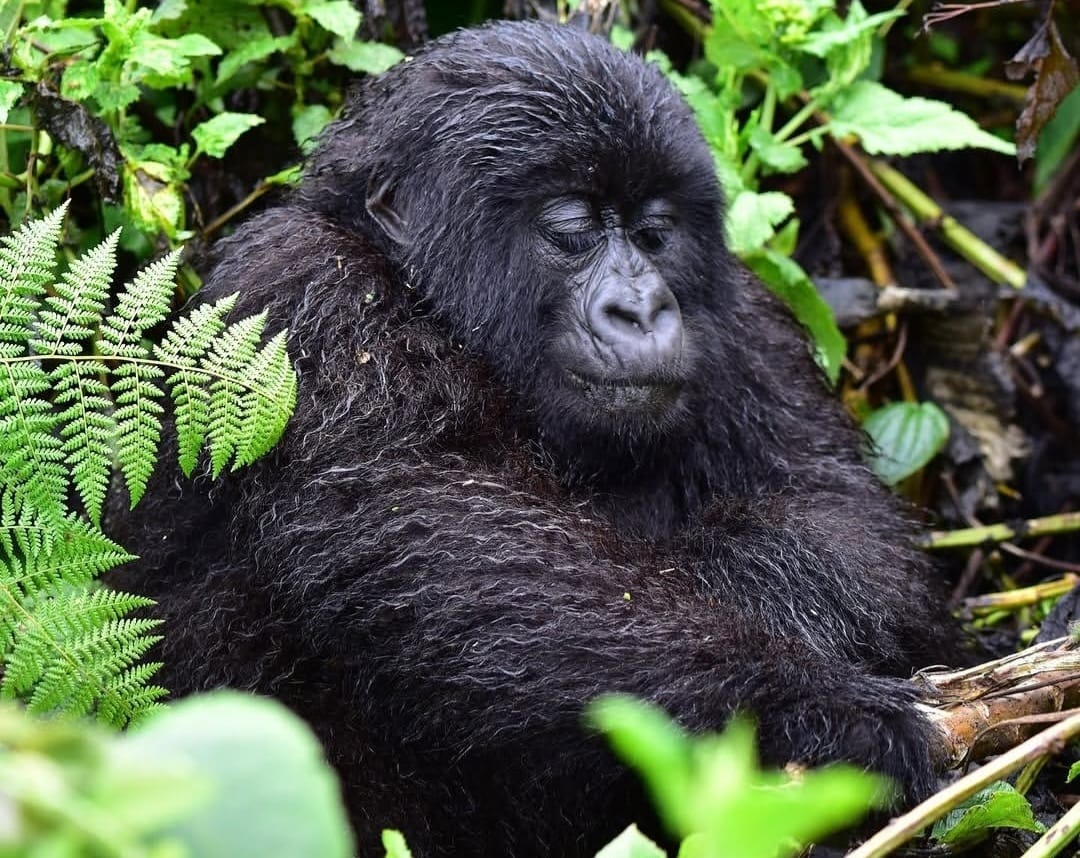 Mountain gorilla sitting thoughtfully in the lush forest of Volcanoes National Park
