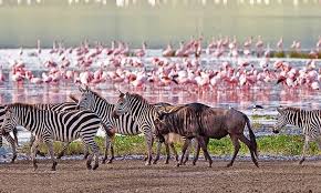 Pink flamingos wading in shallow waters with zebras nearby on the plains