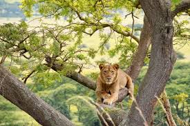 Tree climbing lion resting on a fig tree branch