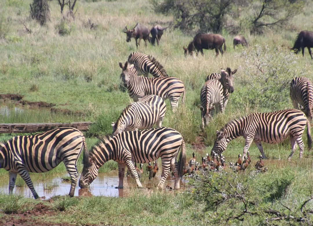 Zebras eating grass on open savannah during Tanzania Serengeti safari and wildlife viewing experience