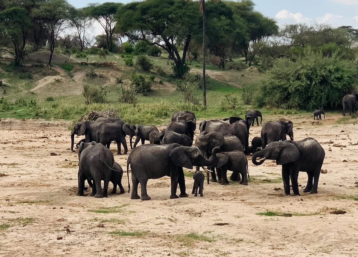 Large elephant herd walking across savannah during Tanzania wildlife safari in Tarangire National Park on a Big Five safari experience
