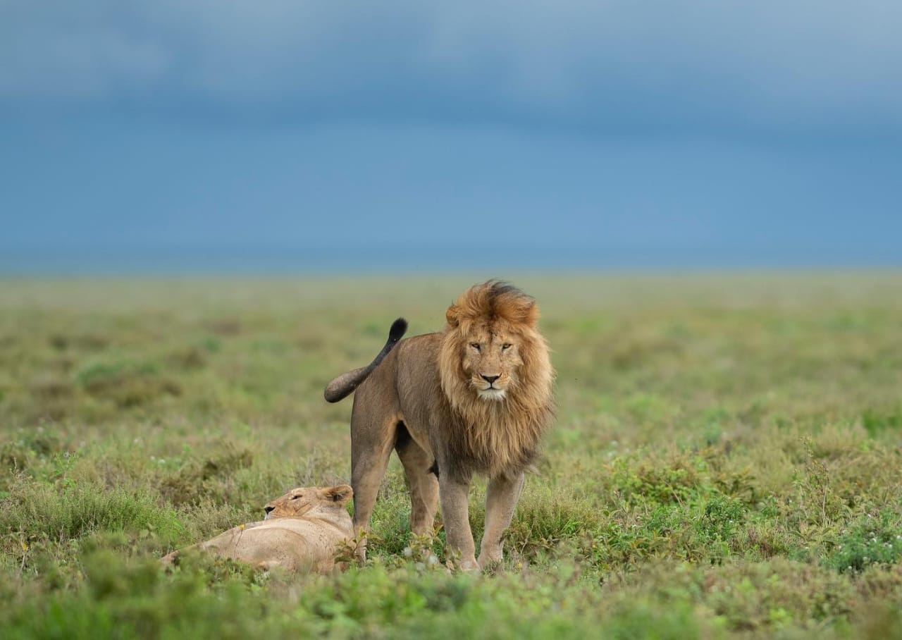 African lion resting in Serengeti National Park during Tanzania wildlife safari and Big Five safari tour experience in African savannah