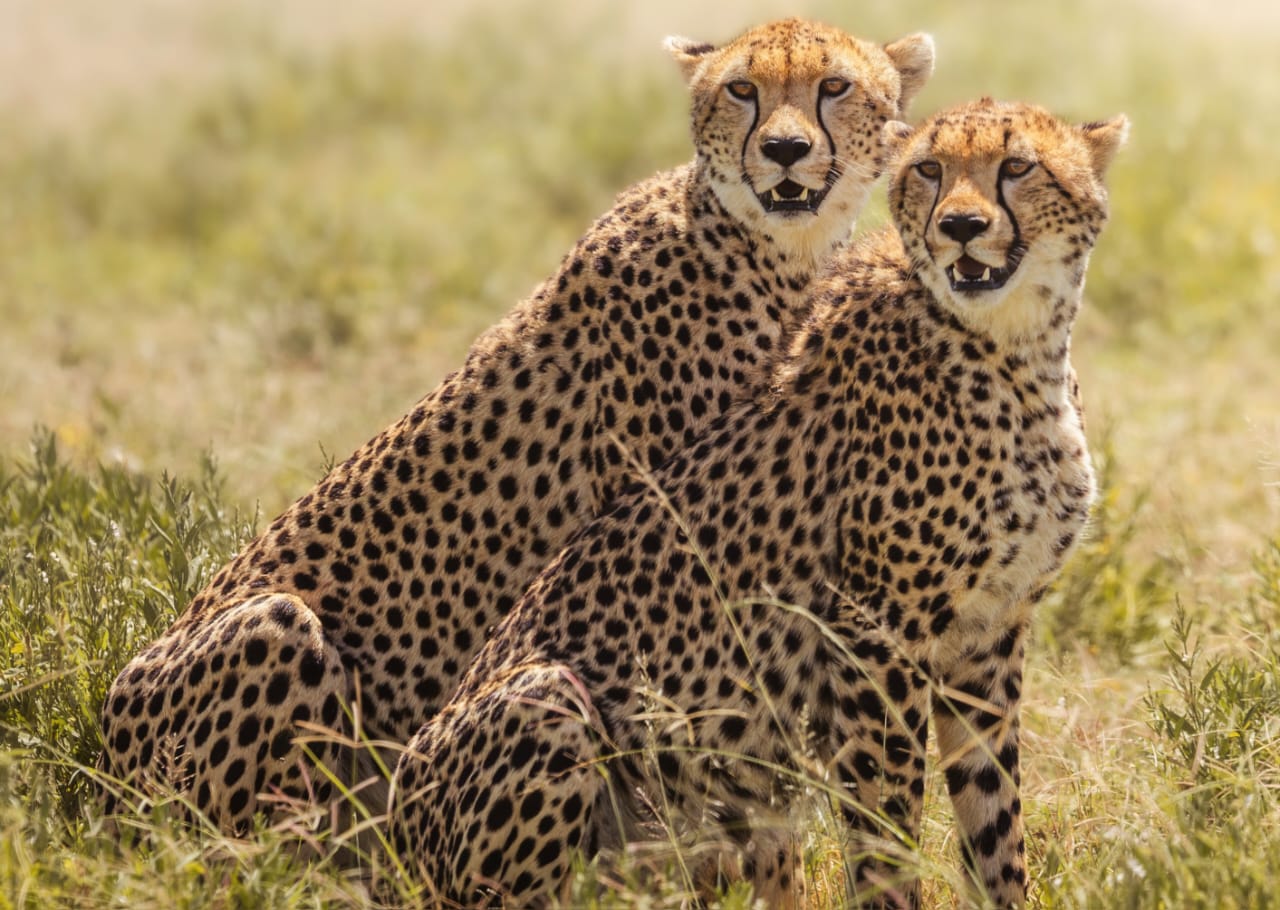 Two leopards resting on tree branches during Tanzania wildlife safari in Serengeti National Park on a Big Five safari experience