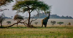 Massive elephant grazing in the wild plains.