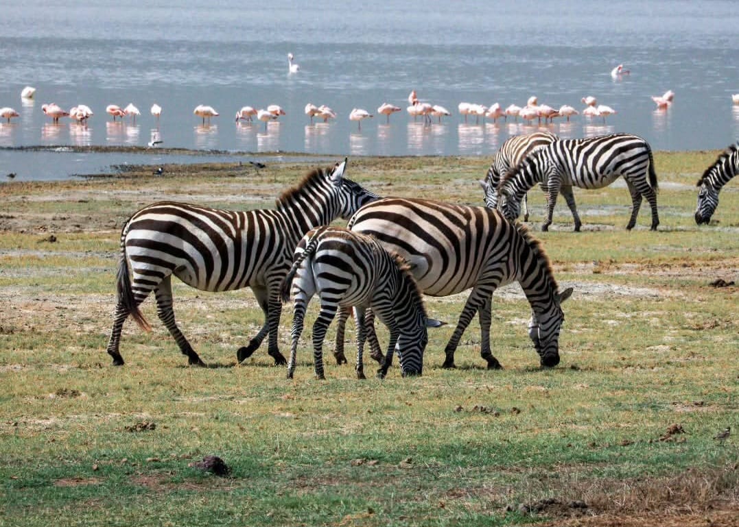Zebras grazing near pink flamingos in Lake Manyara National Park during Tanzania wildlife safari and Northern Tanzania safari experience