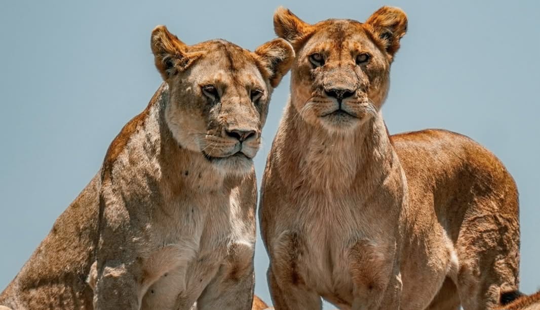 Two female lions resting together on the African savannah under the golden sunlight.
