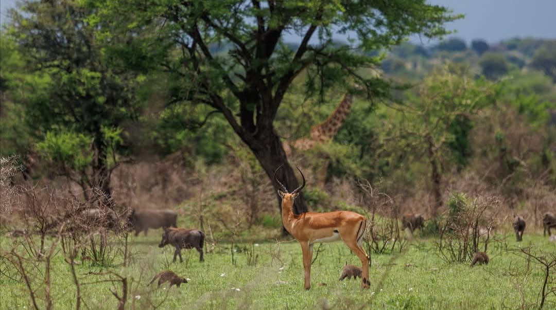 Antelope grazing on the African savannah with green grass and sunlight.