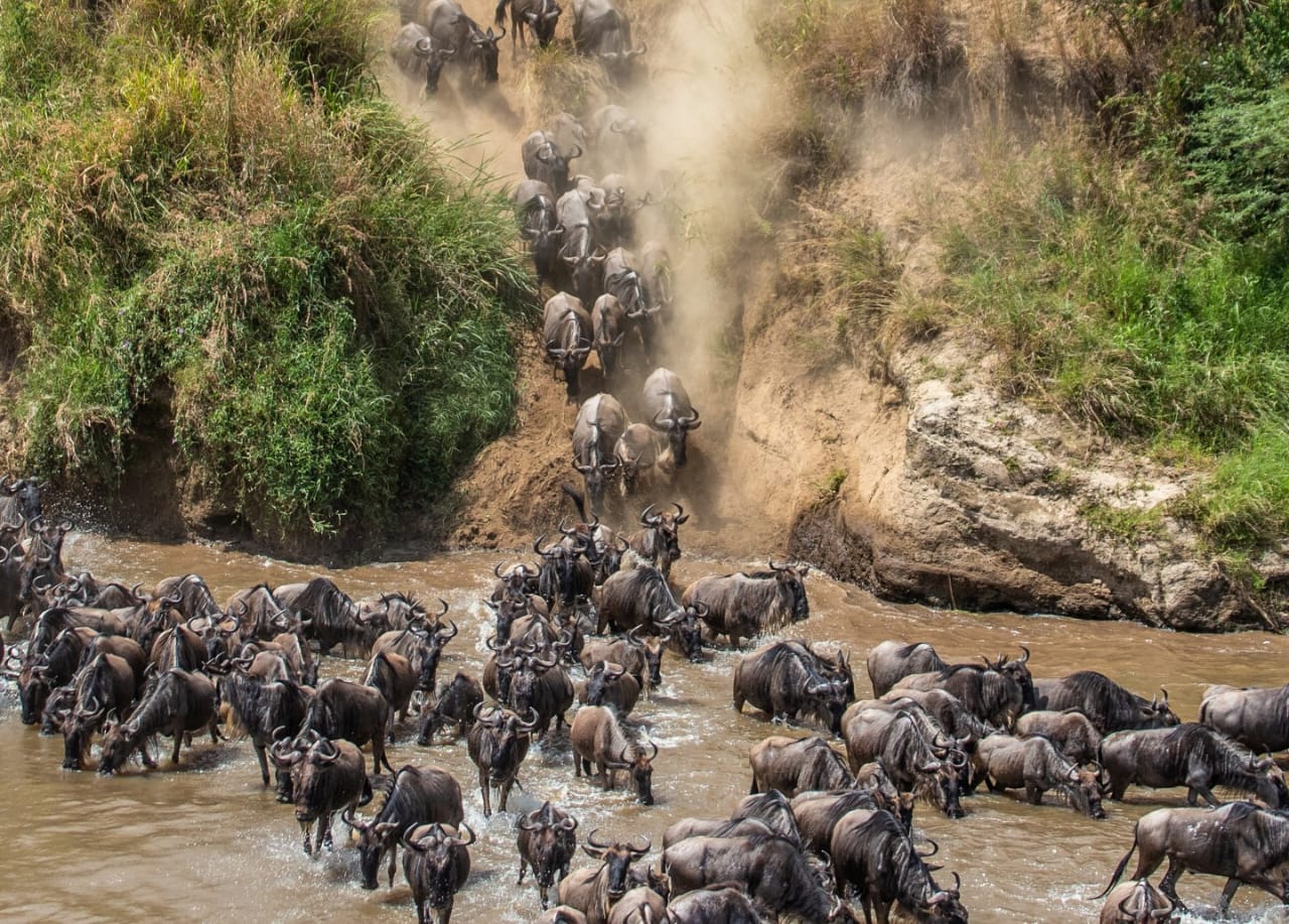Wildebeest migration herd in Ndutu plains during Tanzania wildlife safari in Serengeti ecosystem on a Great Migration safari experience