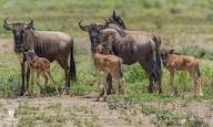 Wildebeest gathered in a group during the Great Migration.