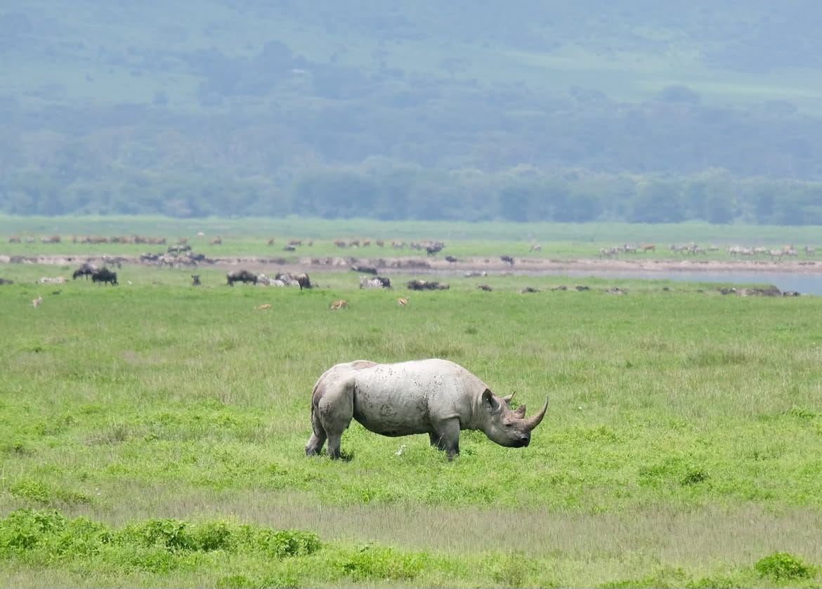 Endangered black rhino in Ngorongoro Crater during Tanzania wildlife safari and Big Five safari experience in Northern Circuit Tanzania