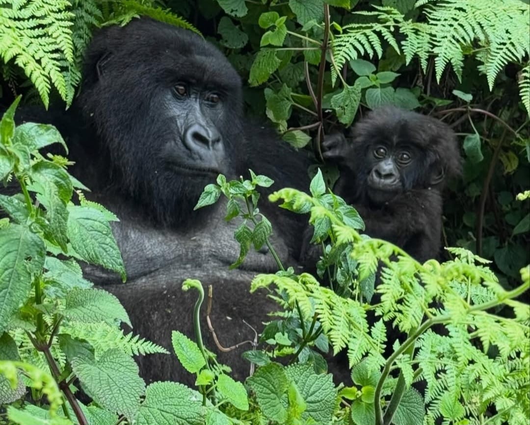 Mother gorilla with baby in Volcanoes National Park rainforest, Rwanda, sitting closely in natural habitat among green vegetation.