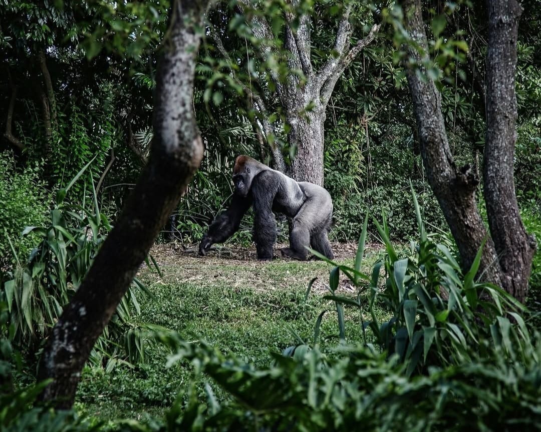 Gorilla walking through dense rainforest in Volcanoes National Park, Rwanda, moving naturally among green vegetation in its wild habitat.