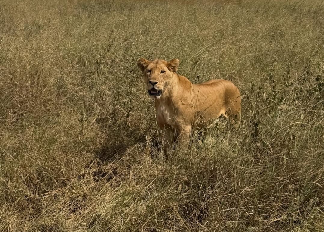 Lion resting in Serengeti National Park during Tanzania wildlife safari on a Big Five safari experience in Northern Circuit Tanzania