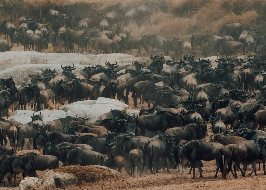 Wildebeest migration crossing Serengeti plains during Tanzania wildlife safari and Great Wildebeest Migration safari experience in Serengeti National