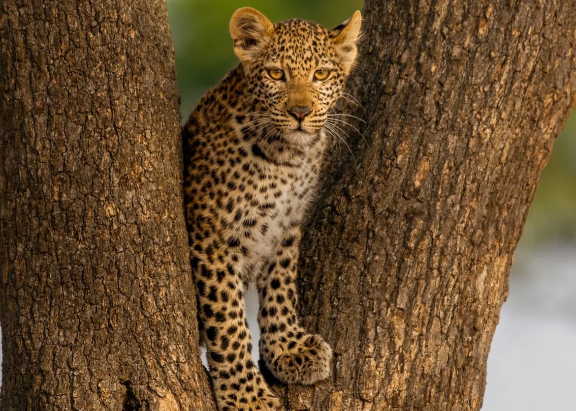 Leopard resting on tree branch in Serengeti National Park during Tanzania wildlife safari and Big Five safari tour experience in African savannah