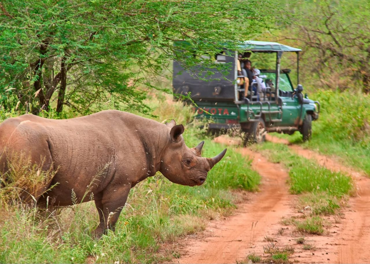 Endangered black rhino in Serengeti ecosystem during Tanzania wildlife safari and Big Five safari experience in Northern Circuit Tanzania