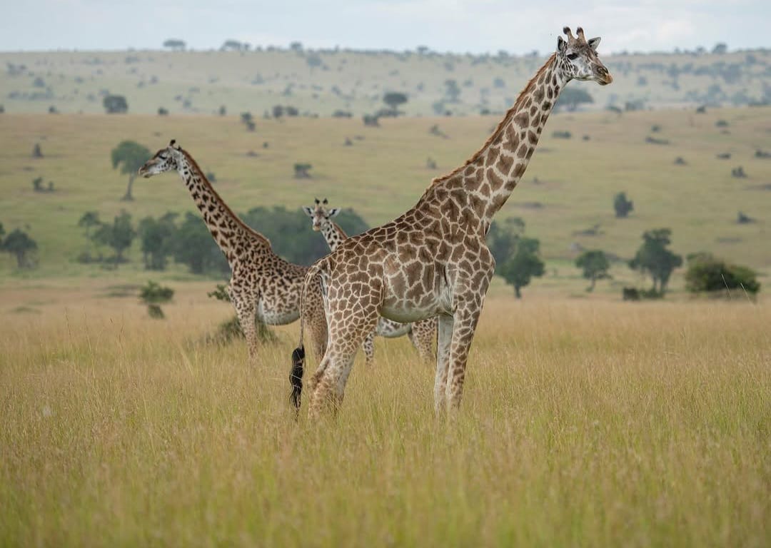 Giraffe standing near giant baobab tree in Tarangire National Park during Tanzania wildlife safari and Big Five safari experience in Northern Tanzania