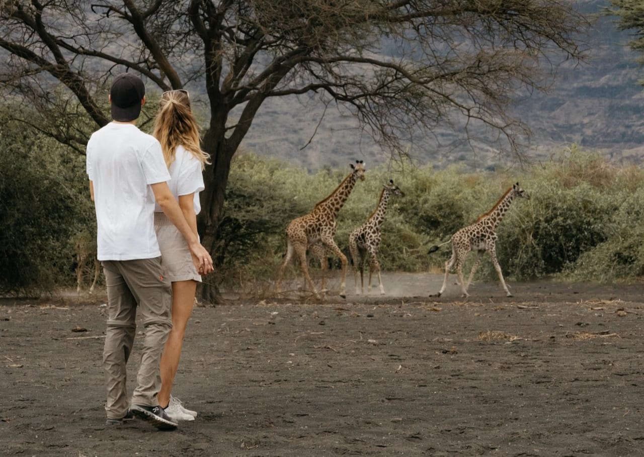 Honeymooners on walking safari observing giraffes during Tanzania romantic wildlife safari in Serengeti National Park